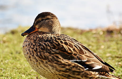 selective focus photography of brown duck standing on grass field thumbnail
