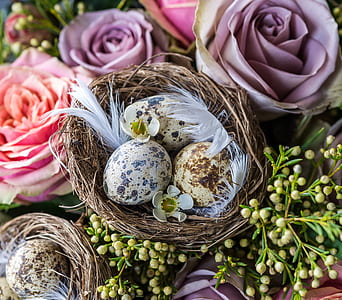 three brown quail eggs in nest thumbnail