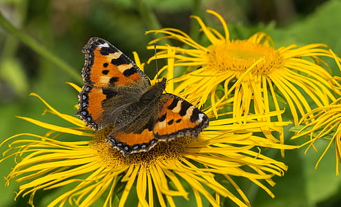 monarch butterfly on yellow flower thumbnail