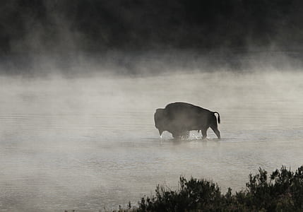 black animal in body of water thumbnail