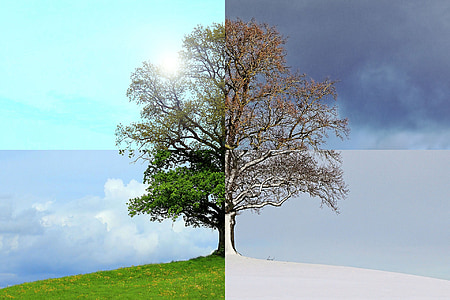 photo of green leaf tree thumbnail
