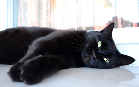 black cat reclined on white surface thumbnail