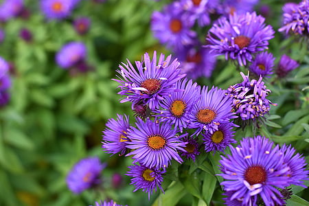 closeup photography of purple petaled flowrs thumbnail