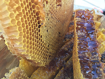 Soil Honey, The Original Ecology thumbnail