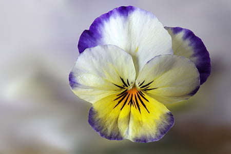 closeup photography of white and purple pansy flower thumbnail