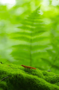 brown lizard on green moss thumbnail