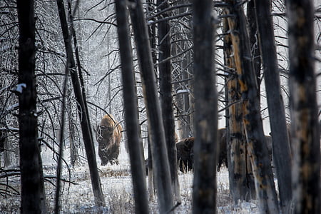 several animals on grass lawn surrounded by bare trees thumbnail