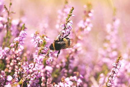 selective focus photography of honeybee on pink petaled flower thumbnail