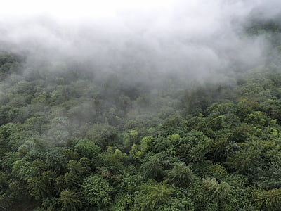 tress coated with fogs thumbnail
