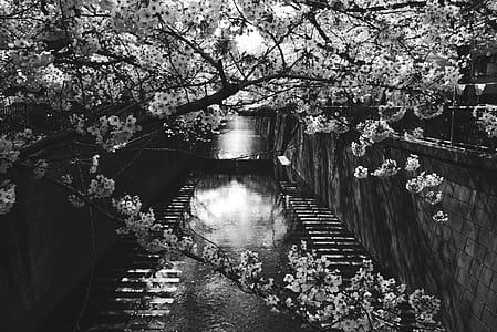 water between wall and tress thumbnail