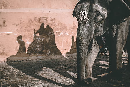 black elephant standing beside brown concrete wall at daytime thumbnail