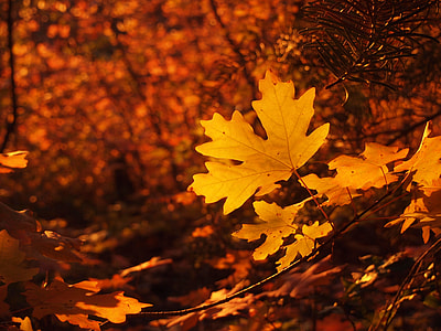 brown leaves thumbnail