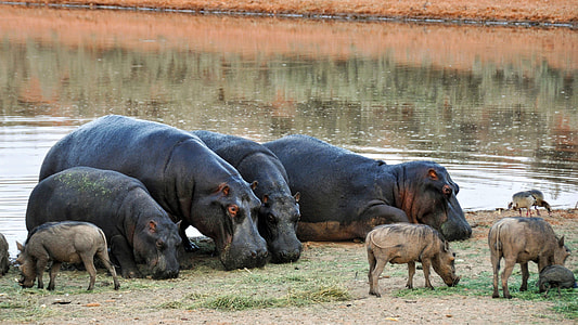 group of hippopotamus in body of water thumbnail