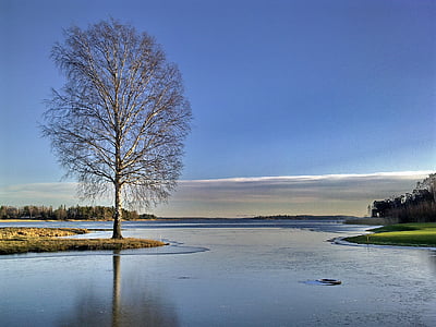 leafless tree near body of water during daytime thumbnail
