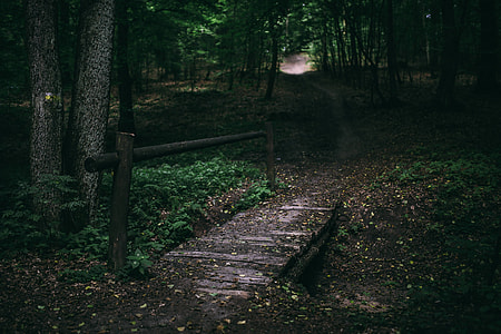 A walk through the forest thumbnail