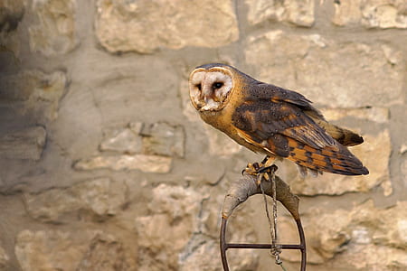black and brown owl on brown steel bar thumbnail