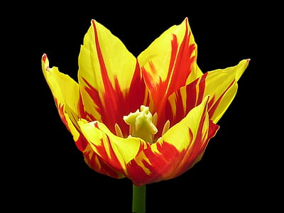 red and yellow tulip flower thumbnail