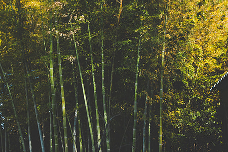 Forest Trees thumbnail