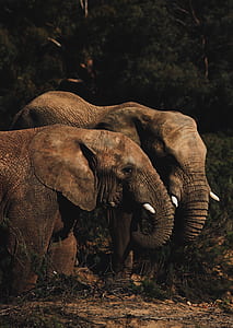 two gray elephants standing near tree thumbnail