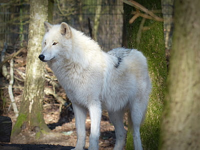 photo of white wolf dog stands near tall trees at daytime thumbnail
