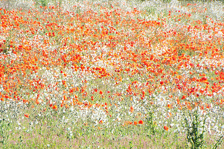 white and red flower field thumbnail