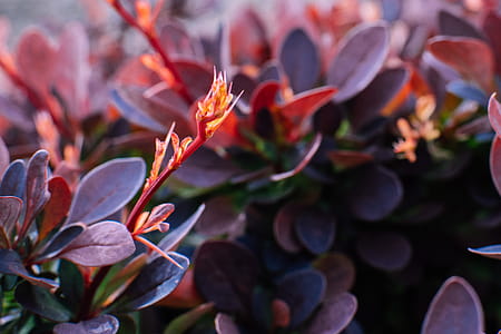 Close Up Photo Of Purple Leaf Plant thumbnail
