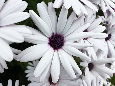 white-and-purple daisies thumbnail