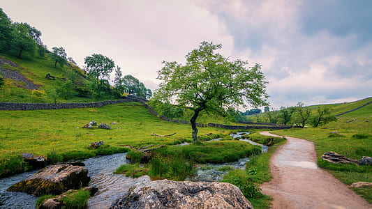 green tree and green grass field thumbnail