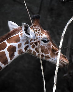 pattern, animal, cute, zoo thumbnail