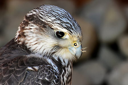 shallow focus photography of eagle thumbnail