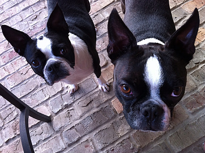 two adult black-and-white Boston terriers thumbnail