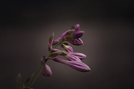 selective focus photography of purple petaled flower thumbnail