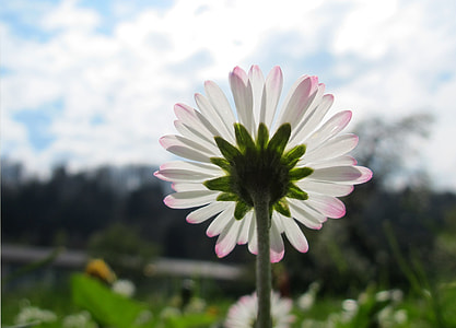 Marguerite, Spring Flower thumbnail