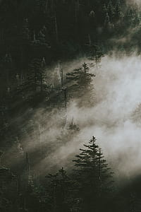 aerial view photography of misty forest thumbnail