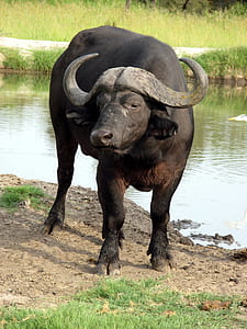 black bison near body of water thumbnail