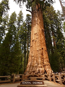 General Sherman tree thumbnail
