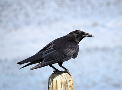 crow perched on wooden trunk thumbnail