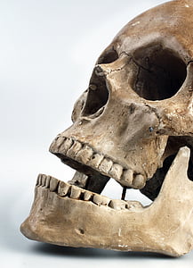 brown skull display thumbnail