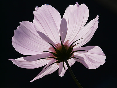 white petaled flower in bloom thumbnail
