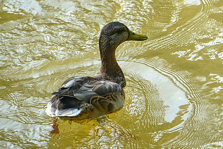 gray and brown duck on body of water thumbnail