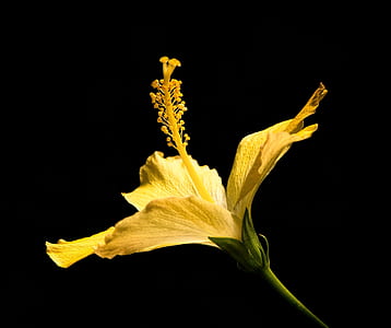 close-up photography of yellow hibiscus flower thumbnail