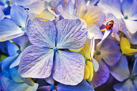 macro photo of purple hydrangeas thumbnail