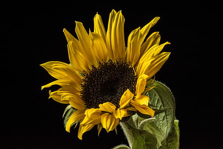 yellow petaled sunflower plant thumbnail