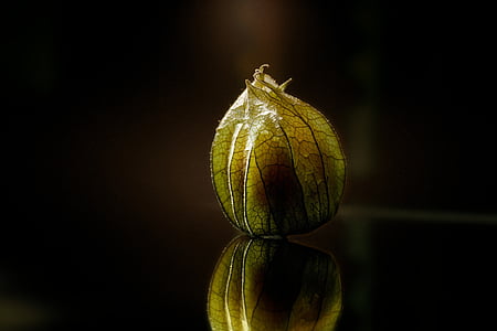 yellow and brown flowers in macro photography thumbnail