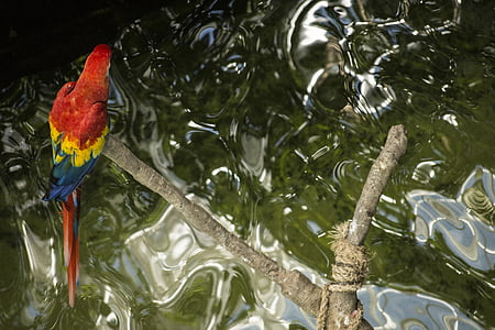red, yellow, and blue parrot bird standing on tree branch thumbnail