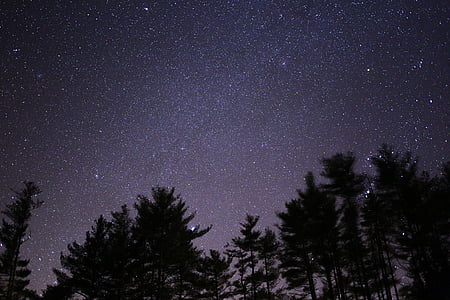 trees during night under stars thumbnail