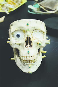 white skull decor on black table thumbnail