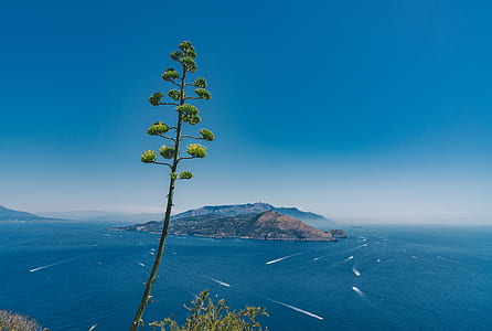green leafed tree near body of water thumbnail