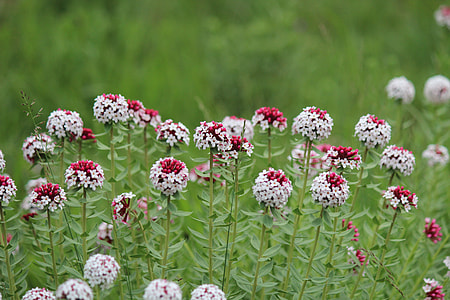 The Wolf Poison Flowers, Roadside thumbnail
