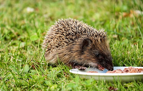 brown echidna eating food in plate on grass thumbnail